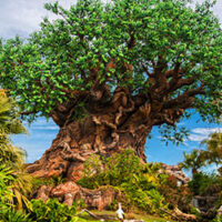 View of the Tree of Life at Disney's Animal Kingdom